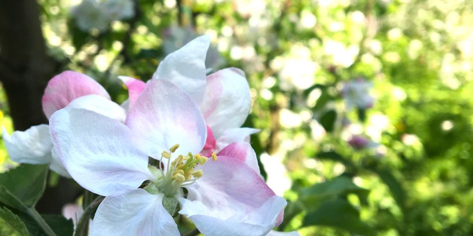 Fiori di mela bianchi